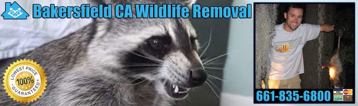 Bakersfield Wildlife and Animal Removal
